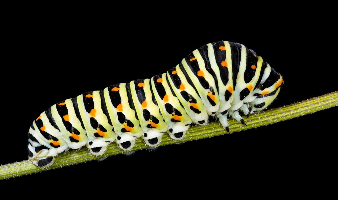 Дом бабочек Papilonia