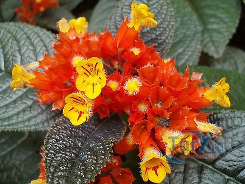 Ботанический Сад Алмазные Водопады