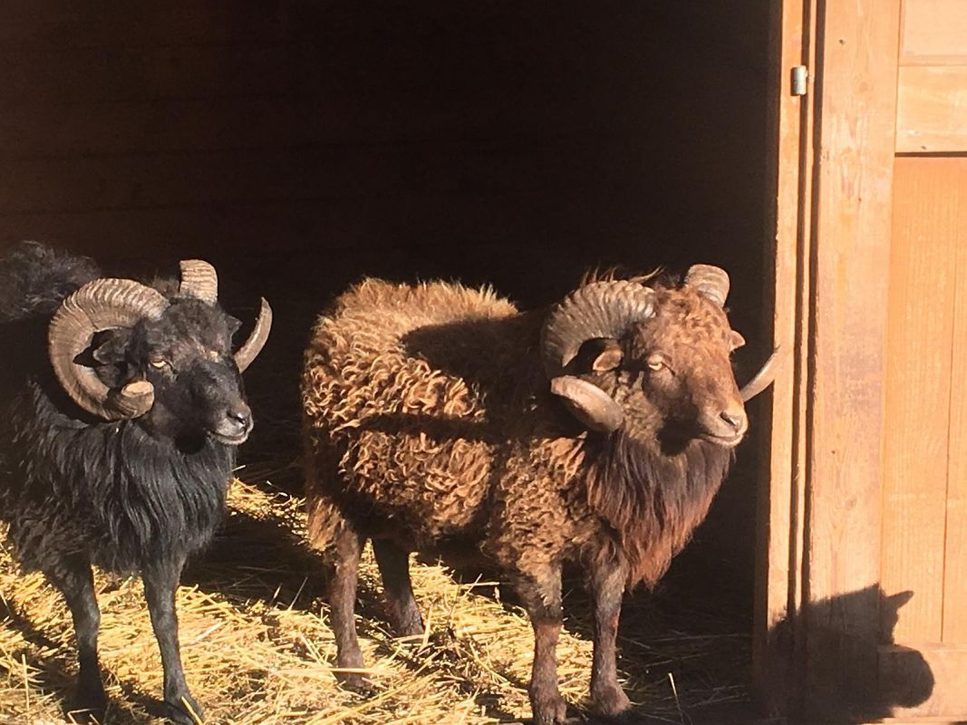 Зоопарк в Деревне викингов Асва