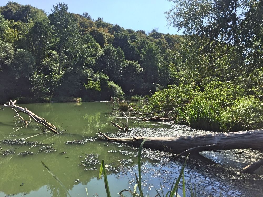 Река Тетерев