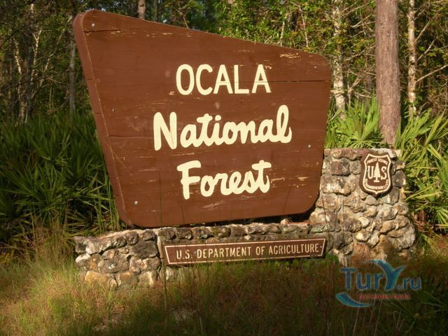 Национальный лес Окала