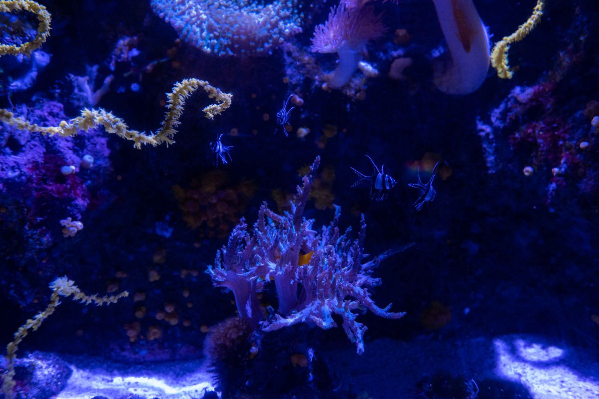 Океанографический парк Валенсии