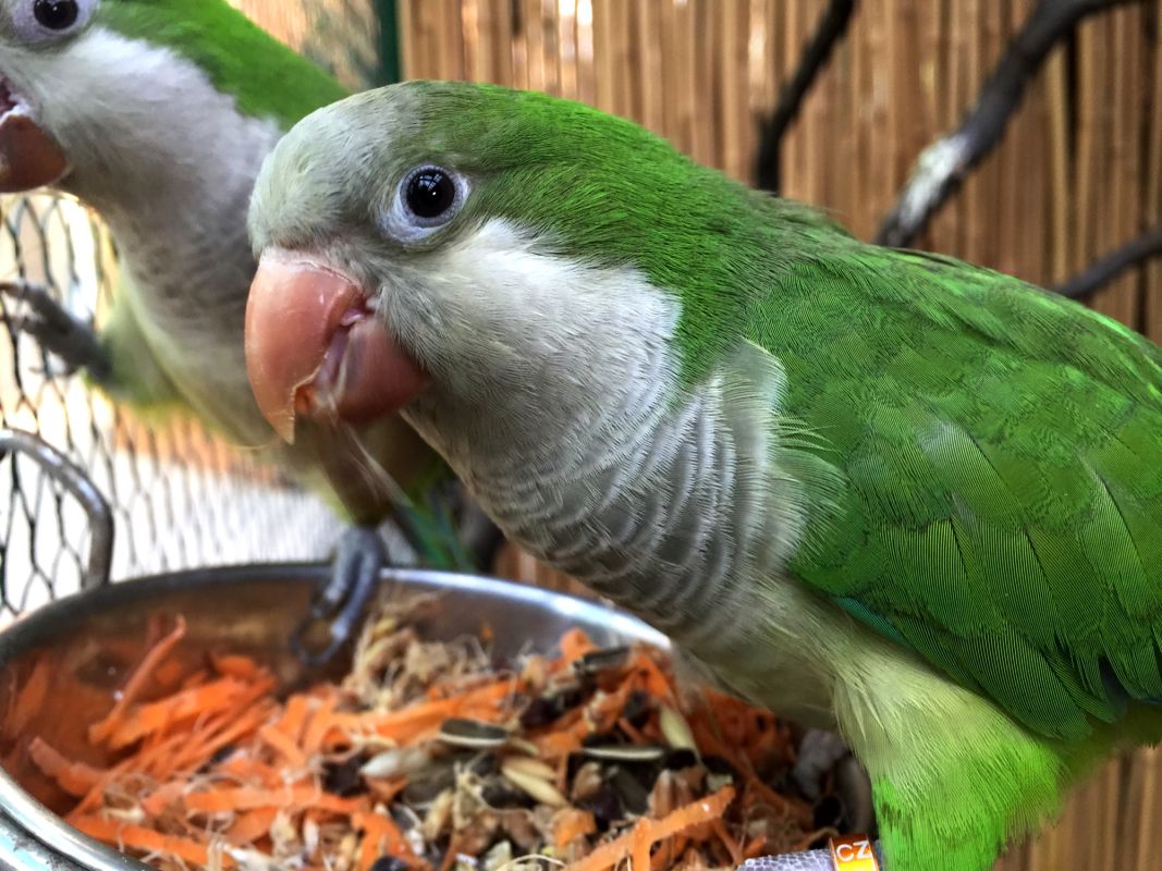 Выставка Эдемский сад