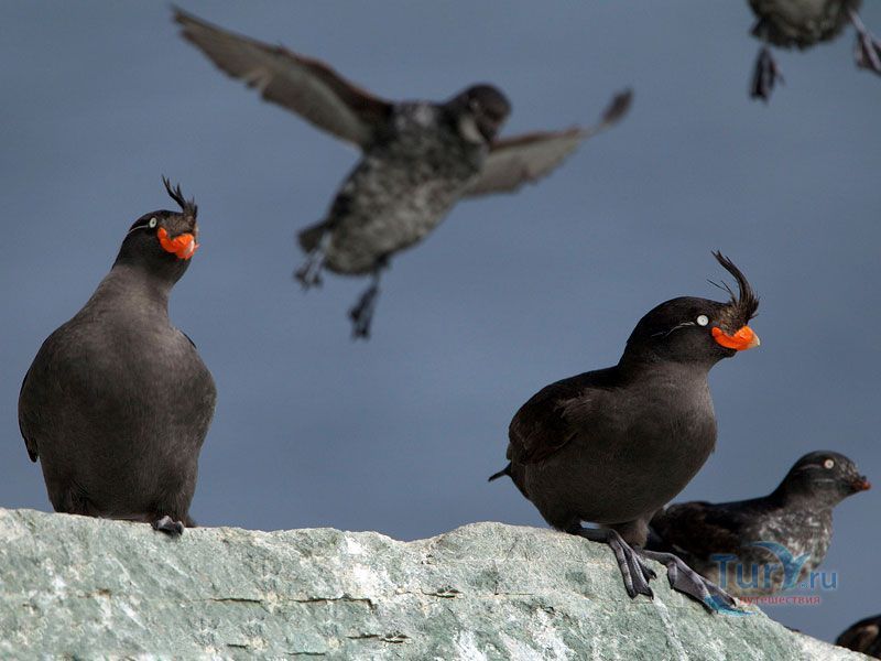 Магаданский заповедник