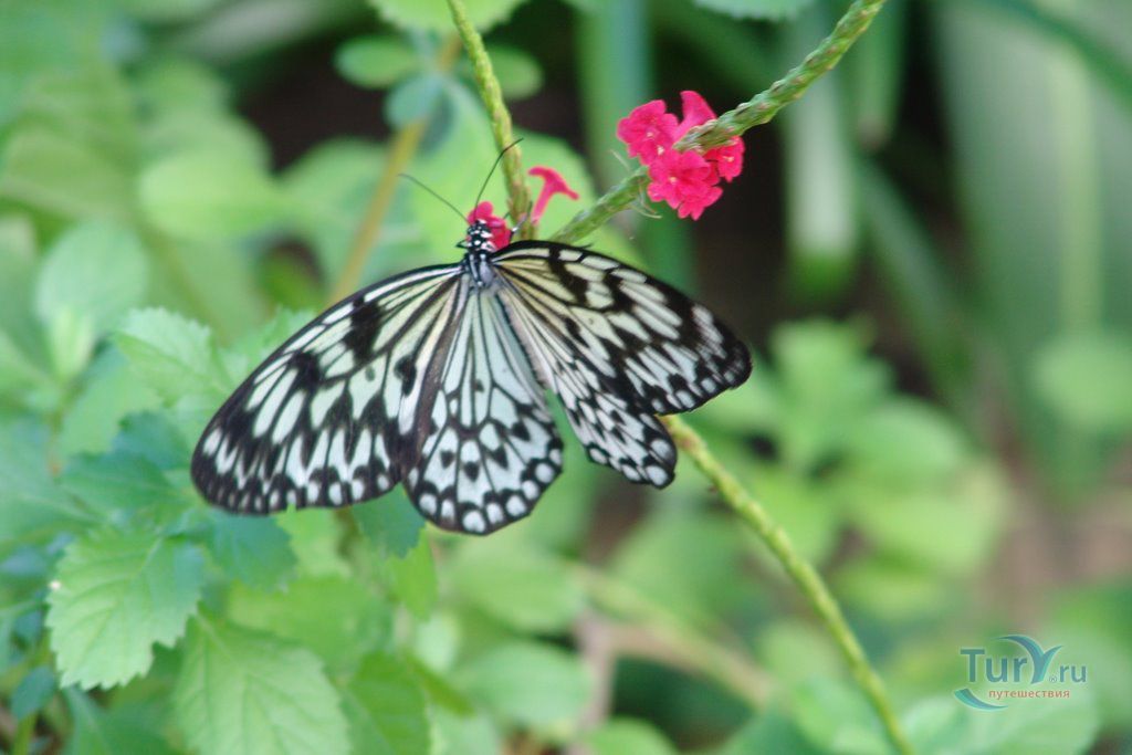 Ферма Бабочек (Aruba Butterfly Farm)