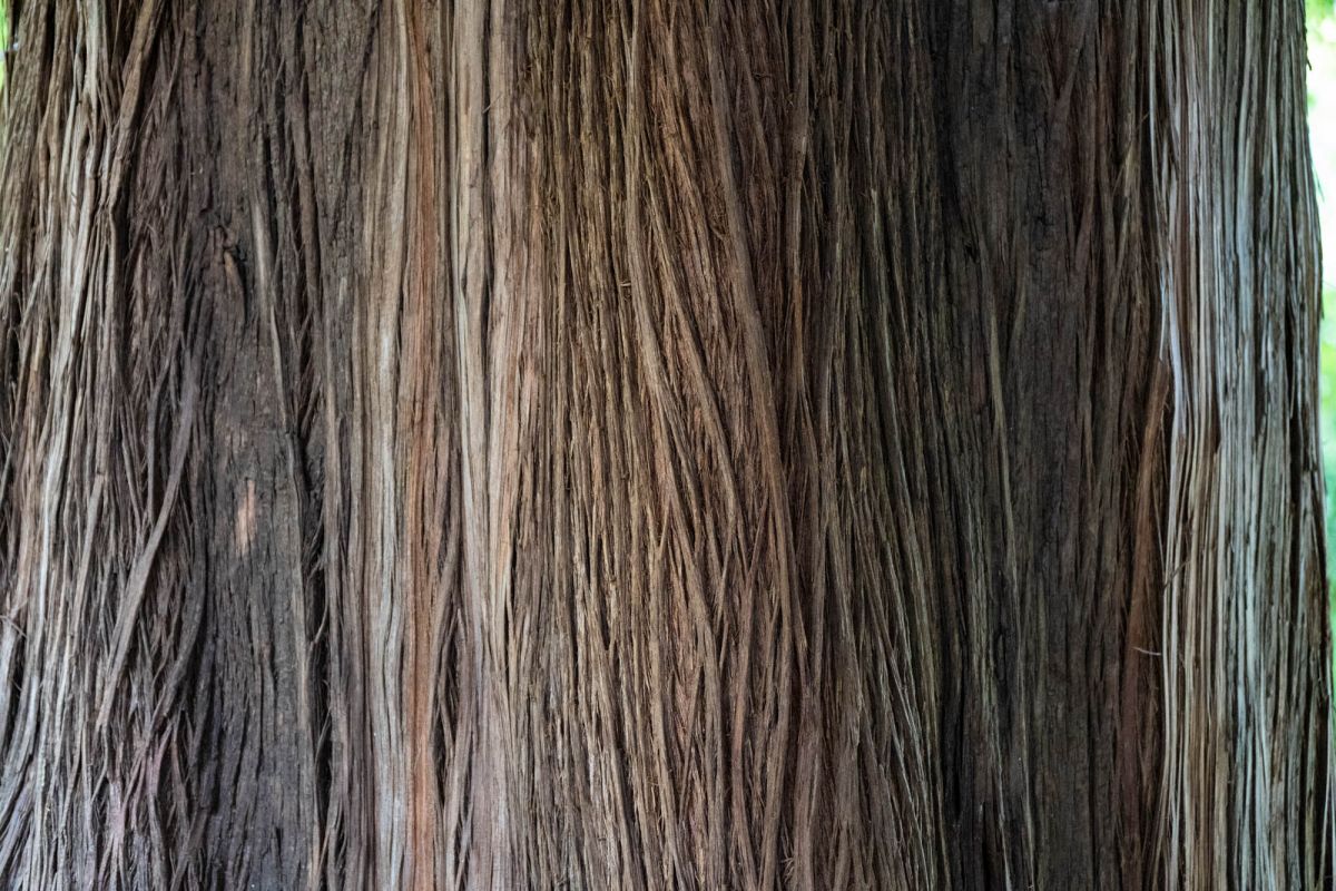 Ботанический сад Валенсии