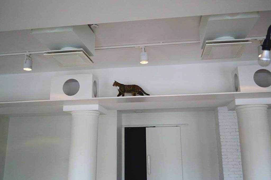 Кошачье кафе Nurri