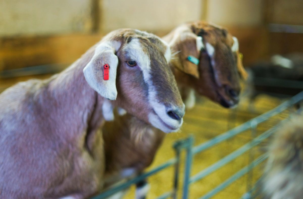 Детская Ферма Вроксхам Барнс