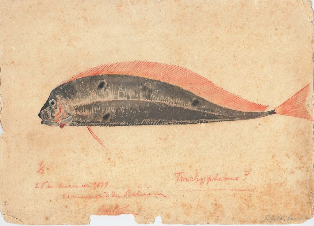 Музей моря в Кашкайше