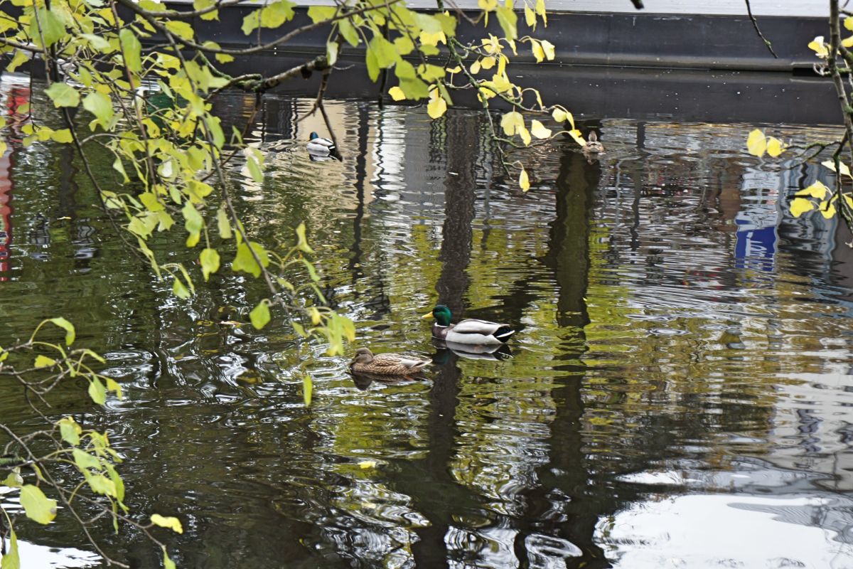 Верманский парк