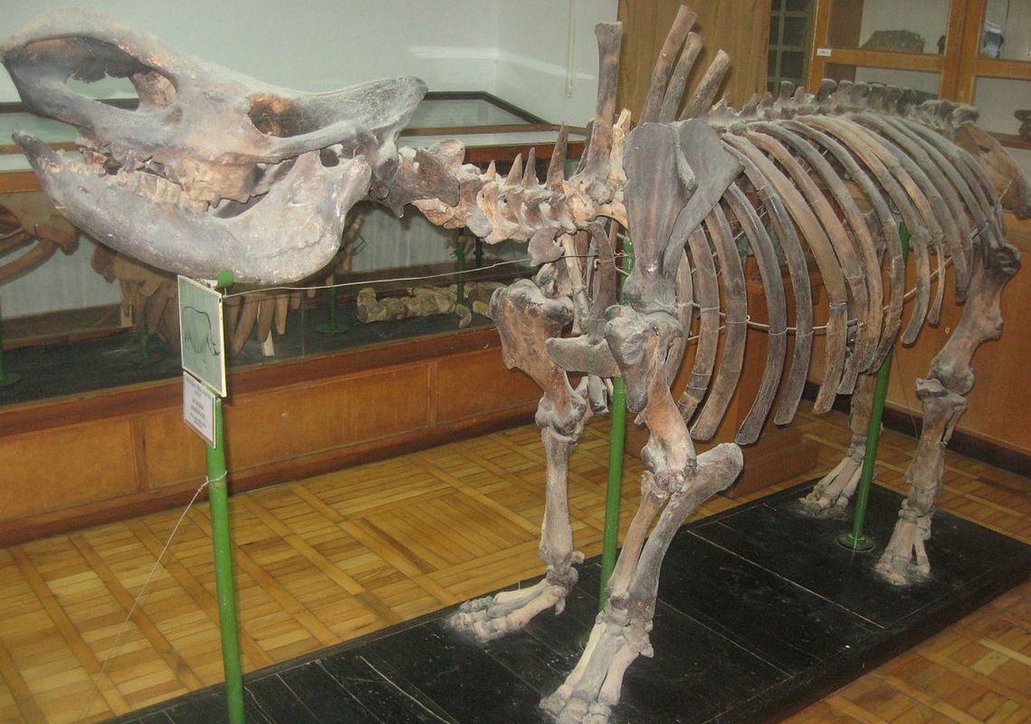 Музей Естественной Истории Имени Хасан бей Зардаби