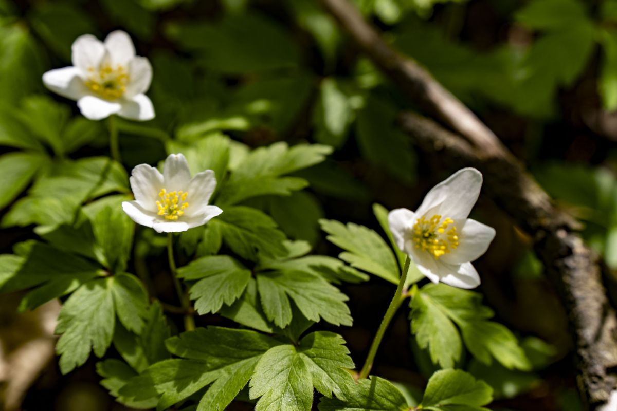 Пешеходный маршрут по южной стороне Тетерева
