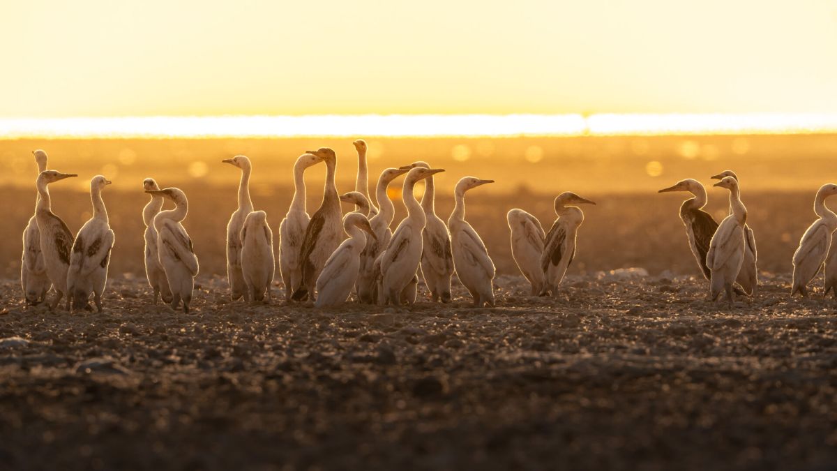 Дикая природа Катара