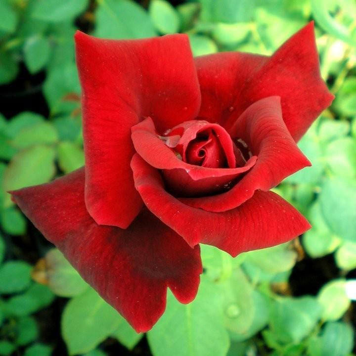 Пылтсамааский розарий