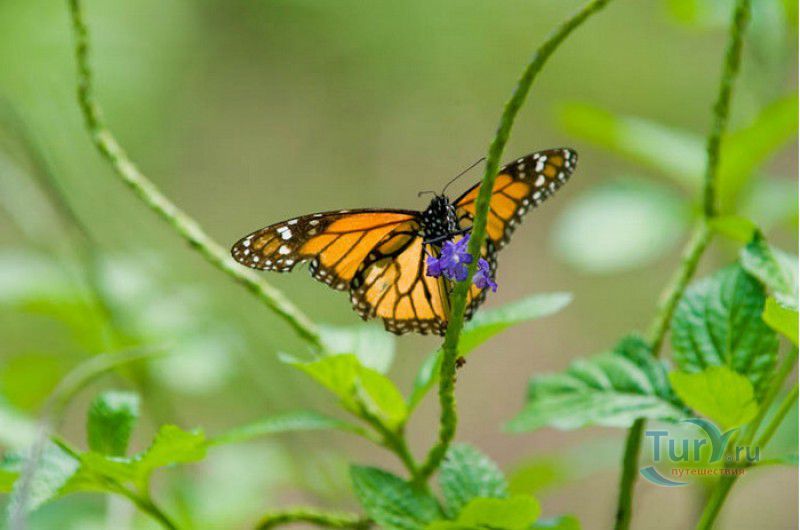 Сад Бабочек Мартиника