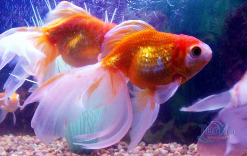 Батумский Аквариум