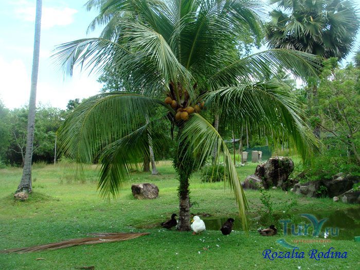 Ферма животных Кикис в Pelangi Beach Resort