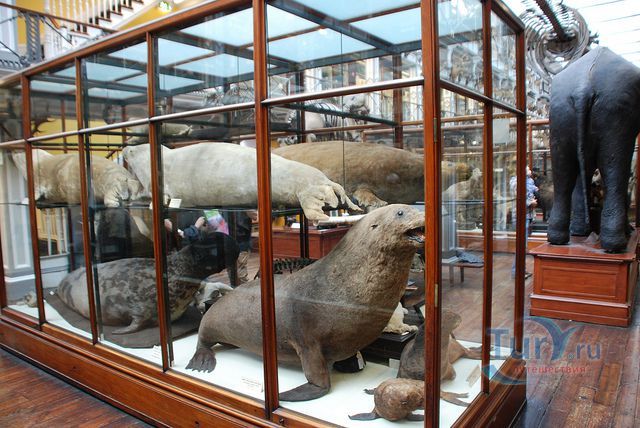 Музей Истории Естествознания