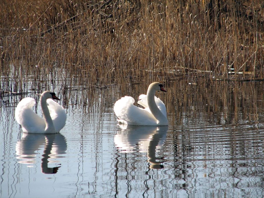 Вильяндиское озеро