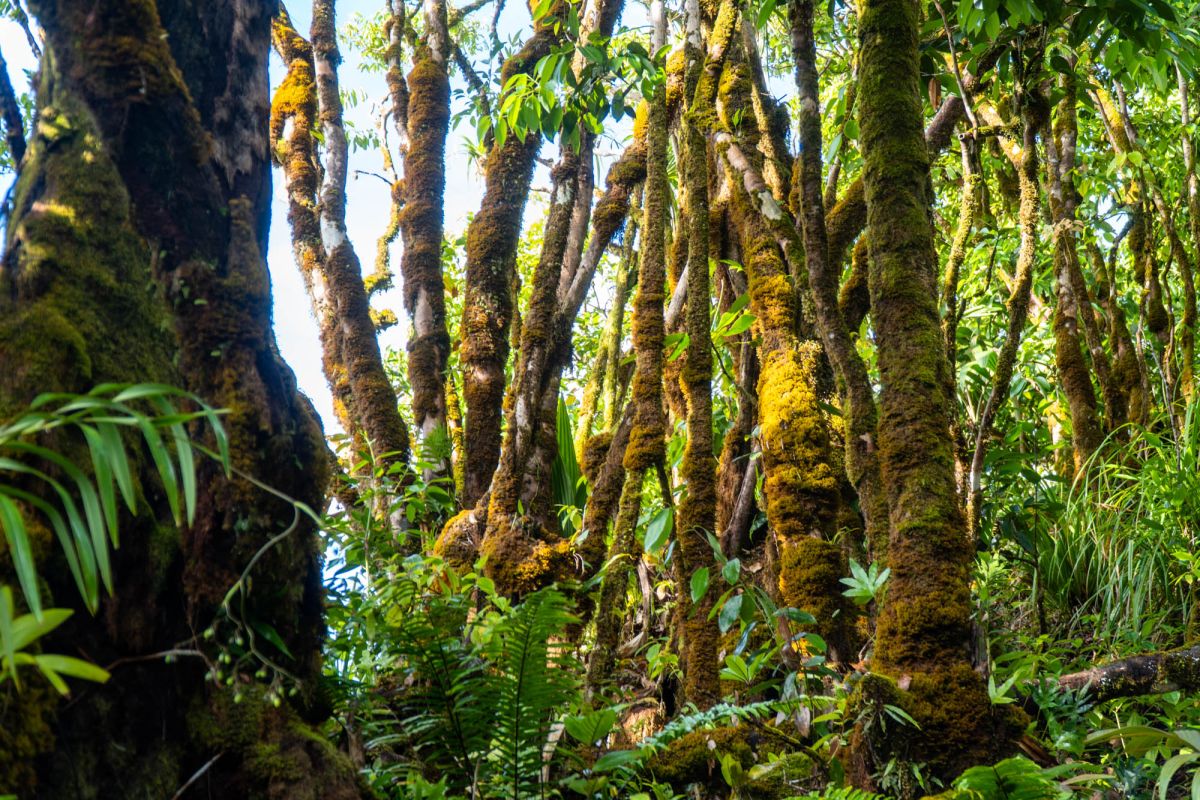 Морн Блан Трейл