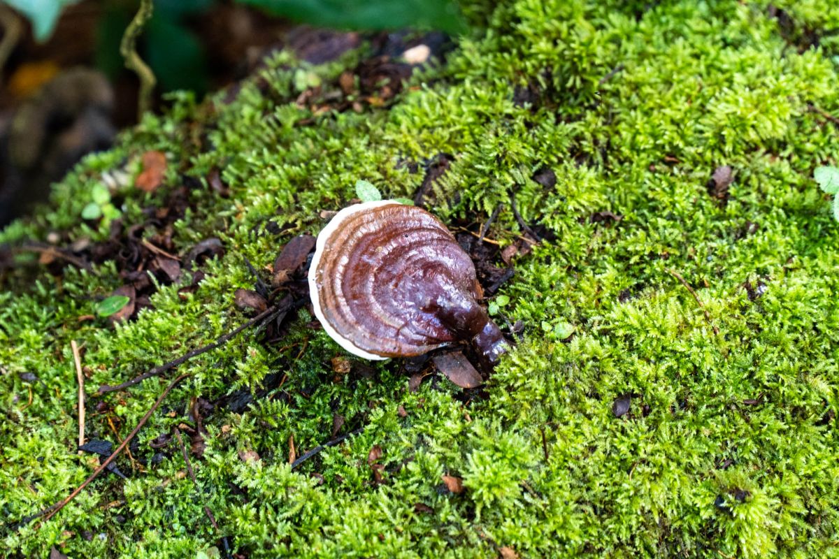 Салази Трейл