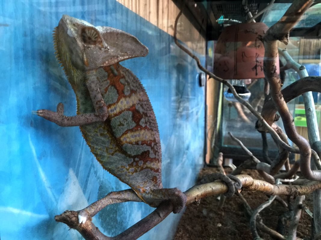 Выставка Эдемский сад