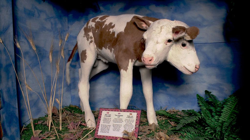 Музей Рипли «Хотите верьте, хотите нет»