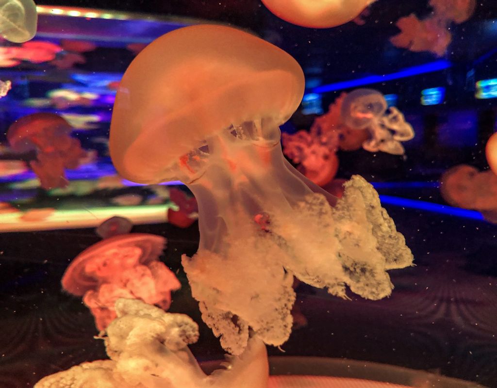 Музей Медуз