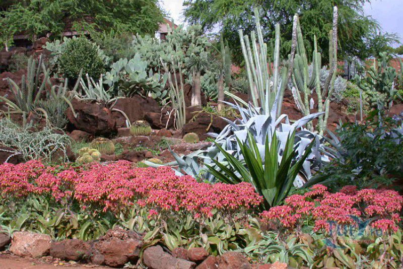 Ботанический сад Cactus & Succulent Garden в Гонолулу