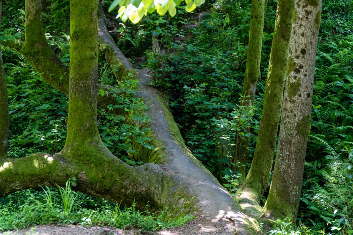 Батумский ботанический сад