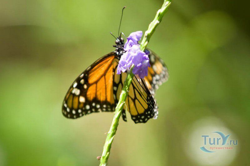 Сад Бабочек Мартиника