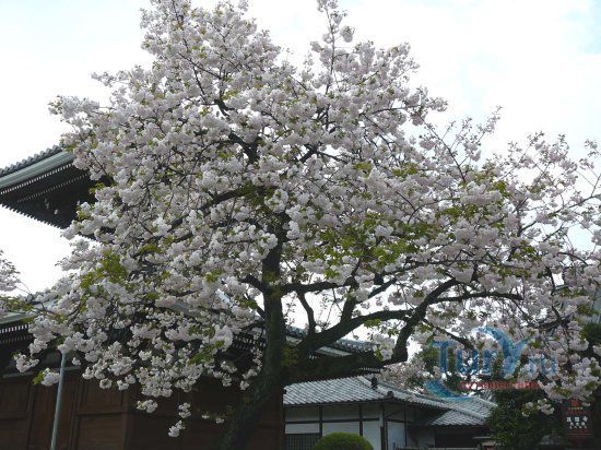 Святилище Гокюкю - дзи