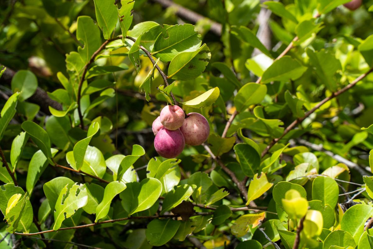 Тропа Анс Мажор