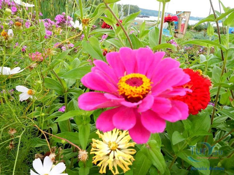 Чистопольский Речной Порт