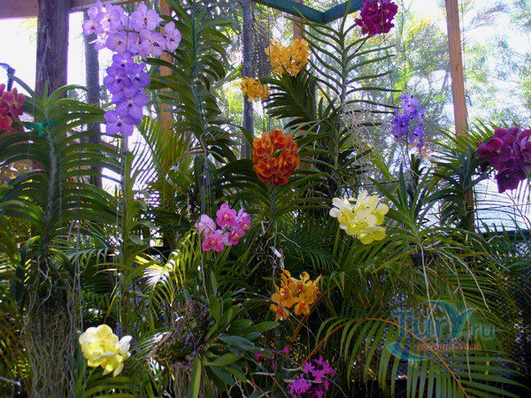 Сад орхидей на Барбадосе