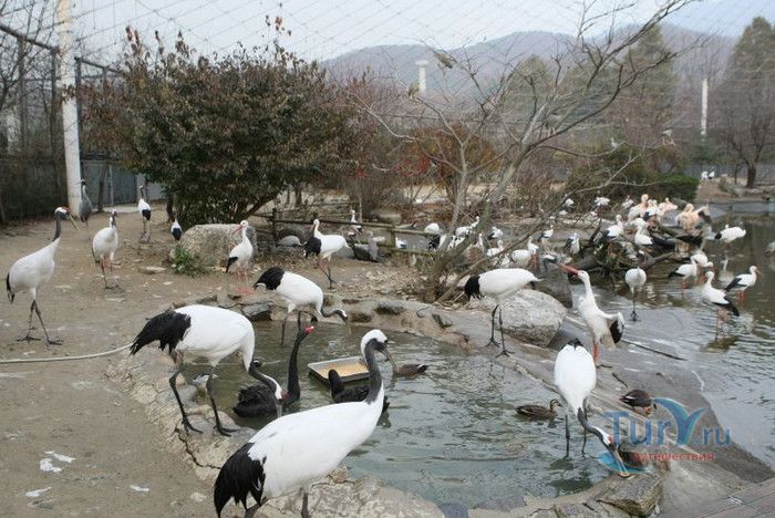 Сеульский Зоопарк