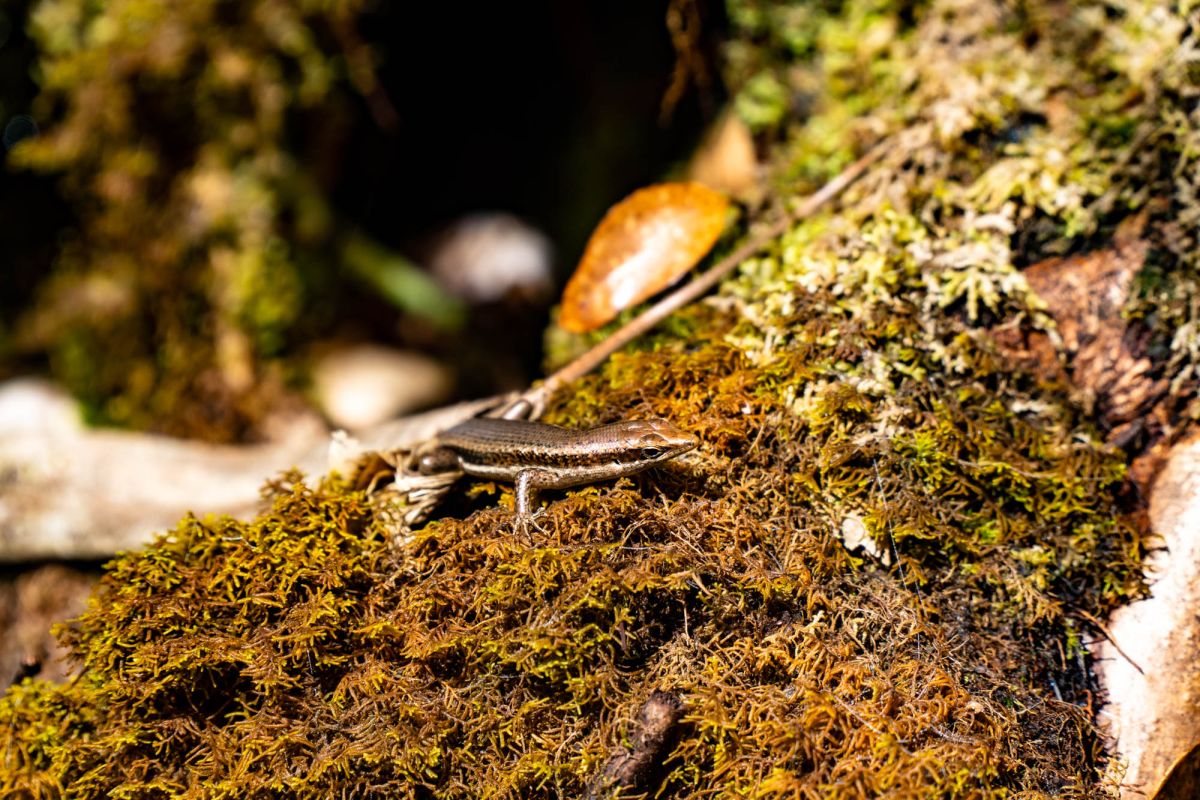 Национальный парк Морн Сейшелуа
