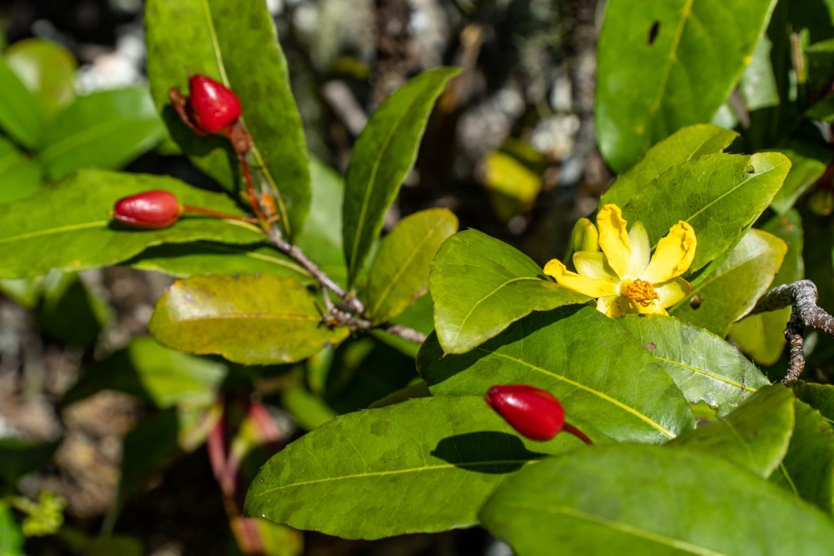 Гласис Ла Резерв Трейл