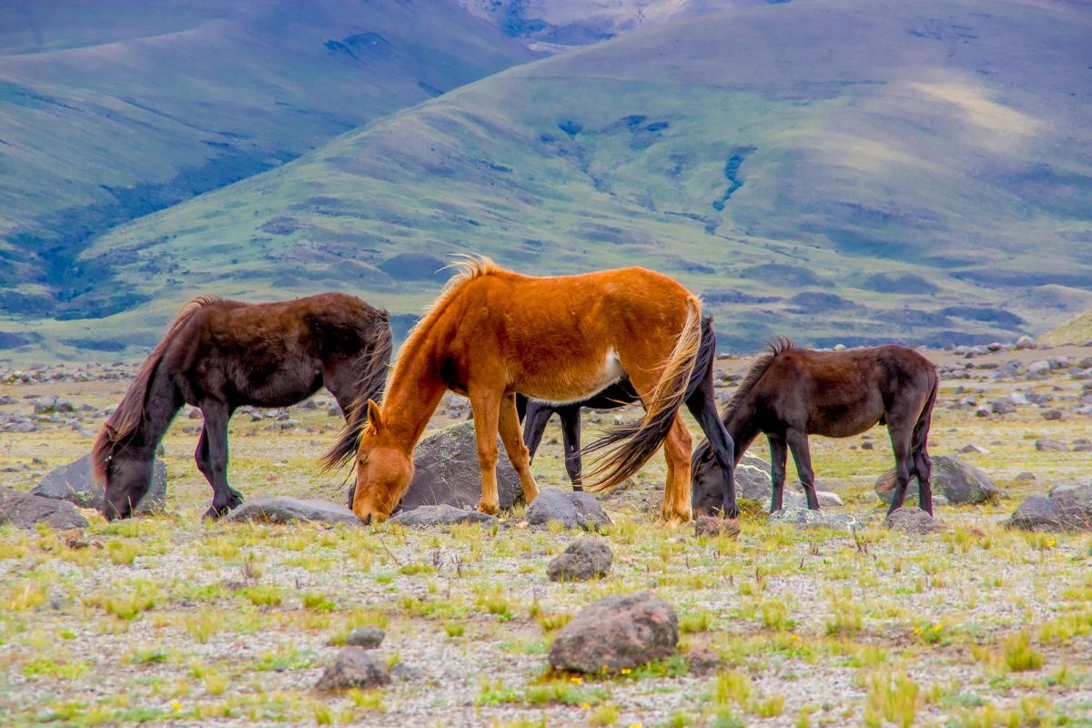 Долина Ак Сай