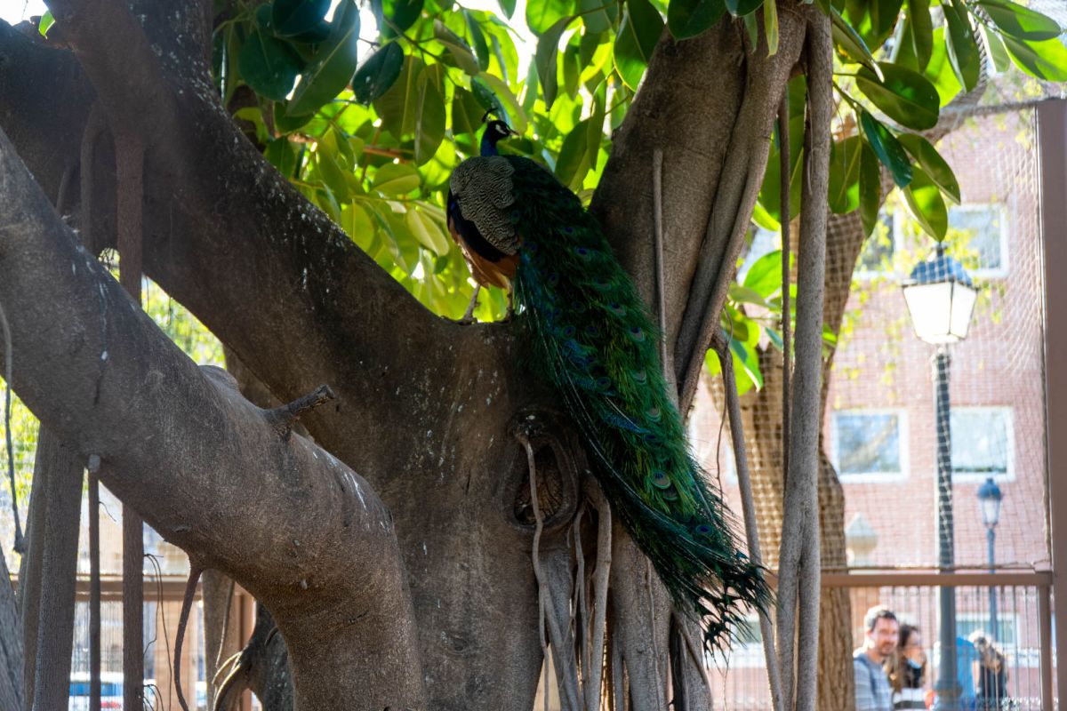 Сады дель Реал / Виверс