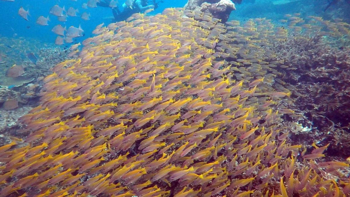 Терумбу Кили