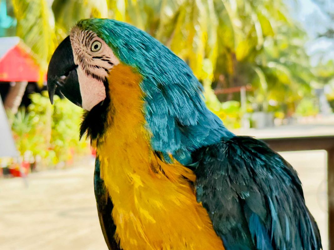 Пэррот Спот