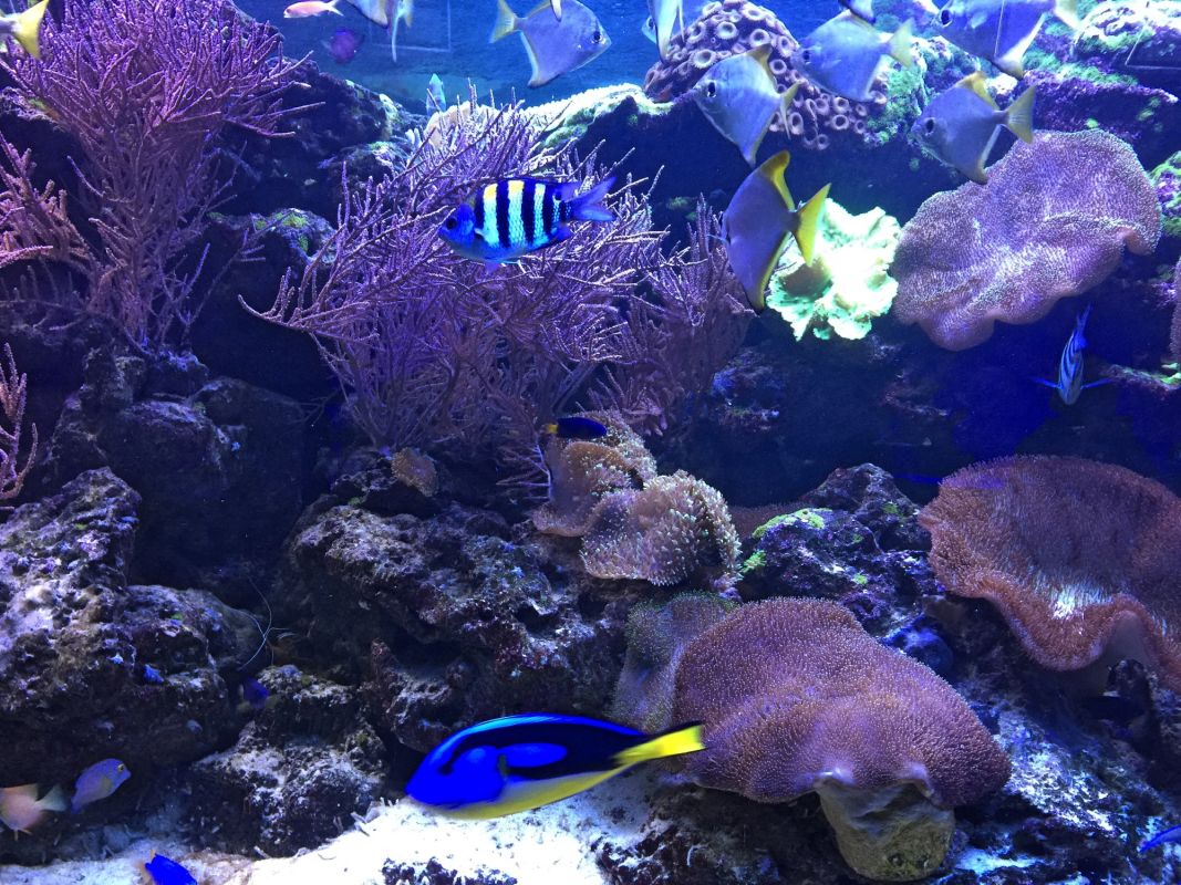 Океанариум Морская Сказка в Киеве