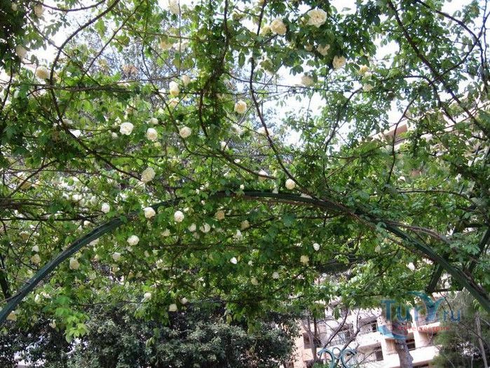 Пейзажный Парк Фонвьей и Розарий Принцессы Грейс