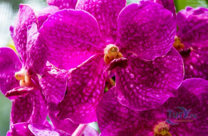 Национальный Ботанический Сад Сейшельских Островов