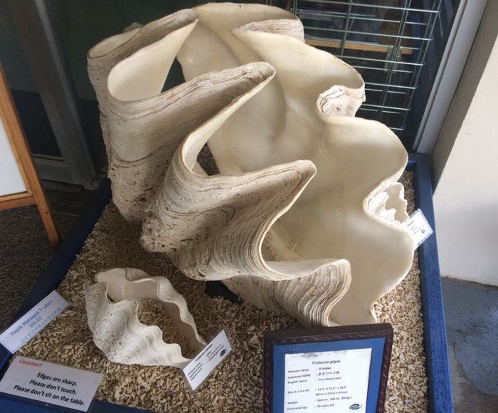 Аквариум Палау