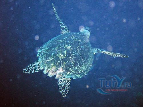 Белизский Барьерный Риф (Belize Barrier Reef)