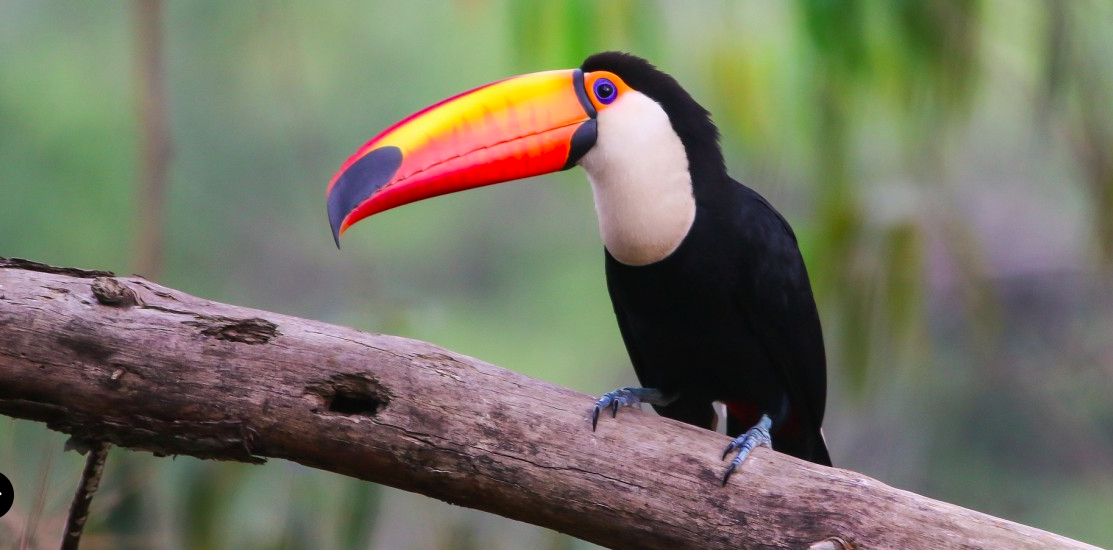 Оазисы дикой природы недалеко от Милана фото