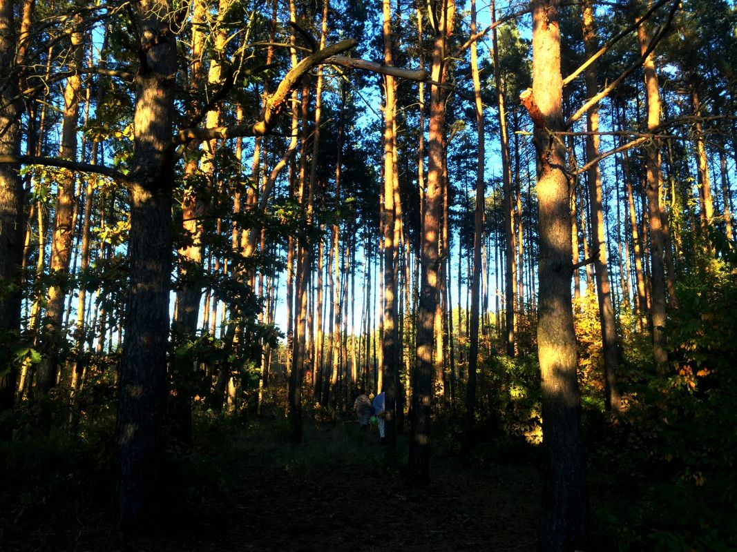 Тетеревский лес