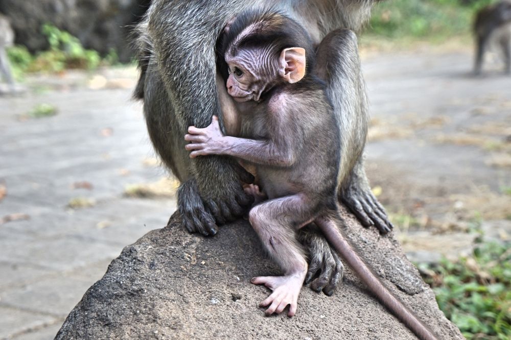 Священный Лес Обезьян